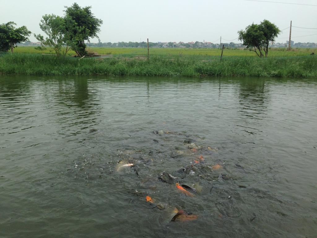 Tam Coc Homestay Ninh Bình Extérieur photo